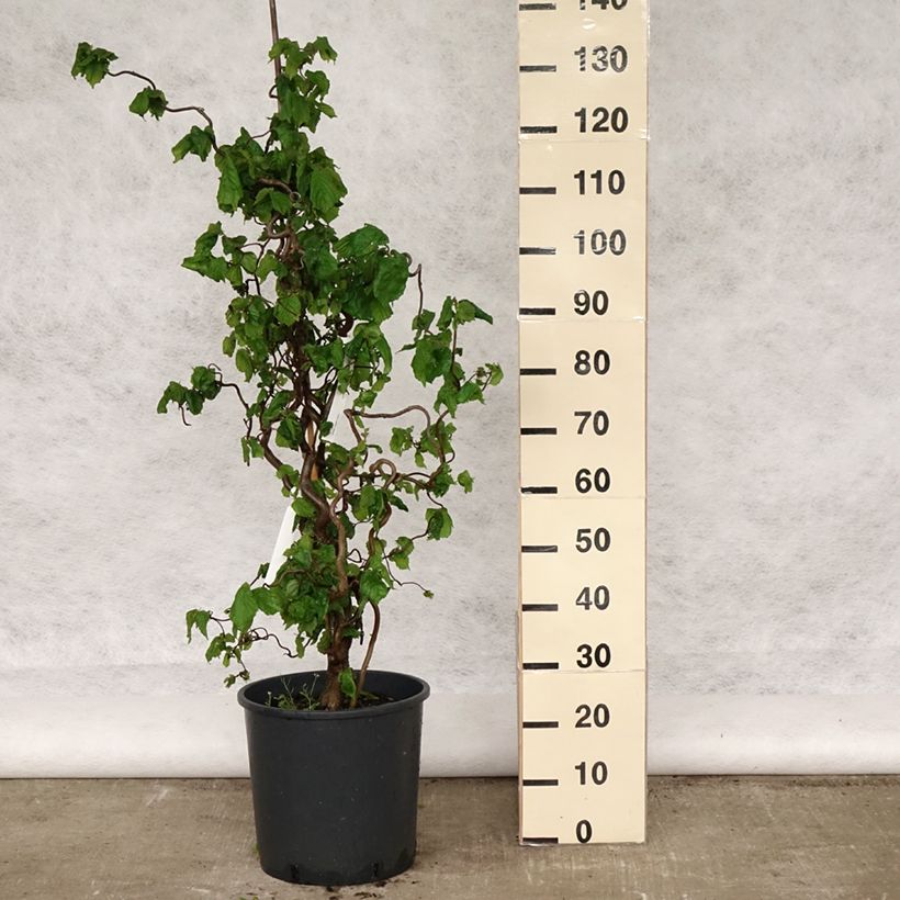 Corylus avellana Contorta - Avellana Maceta 12L/15L Ejemplar entregado en la primavera