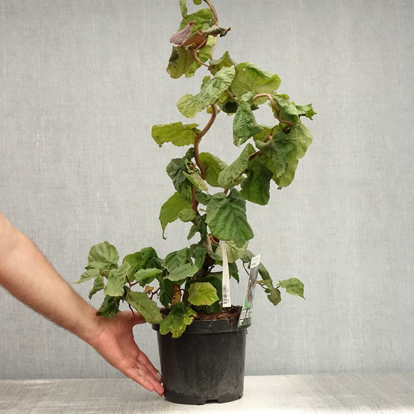 Ejemplar de Corylus avellana Red Majestic - Avellana Maceta 3L/4L entregado en verano