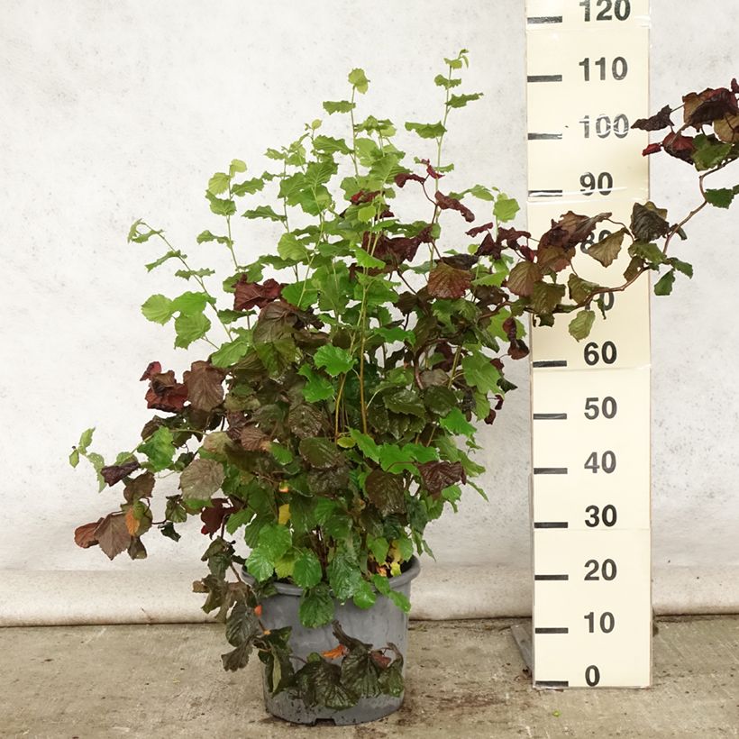 Ejemplar de Corylus avellana Red Majestic - Avellana Maceta 12L/15L entregado en verano