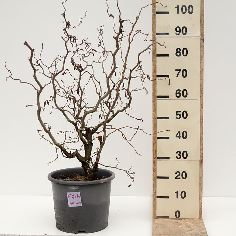 Corylus avellana Red Majestic - Avellana Maceta 12L/15L Ejemplar entregado en invierno