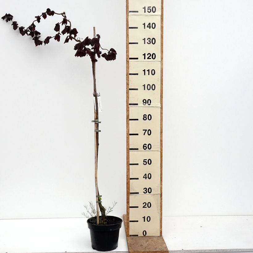 Corylus avellana Red Majestic - Avellana Maceta 3L/4L, Tallo Ejemplar entregado en la primavera