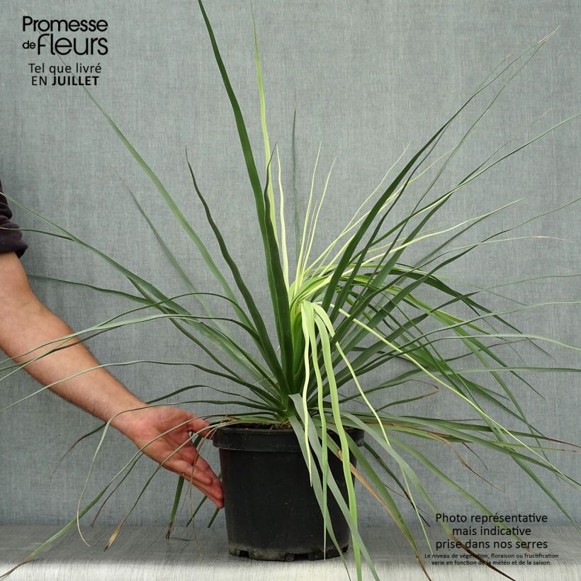 Ejemplar de Nolina hibernica La Sibirica Maceta 6L/7L entregado en verano