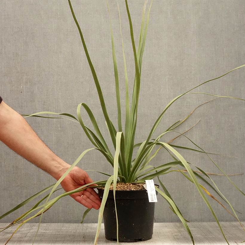 Nolina nelsonii Maceta 3L/4L Ejemplar entregado en la primavera