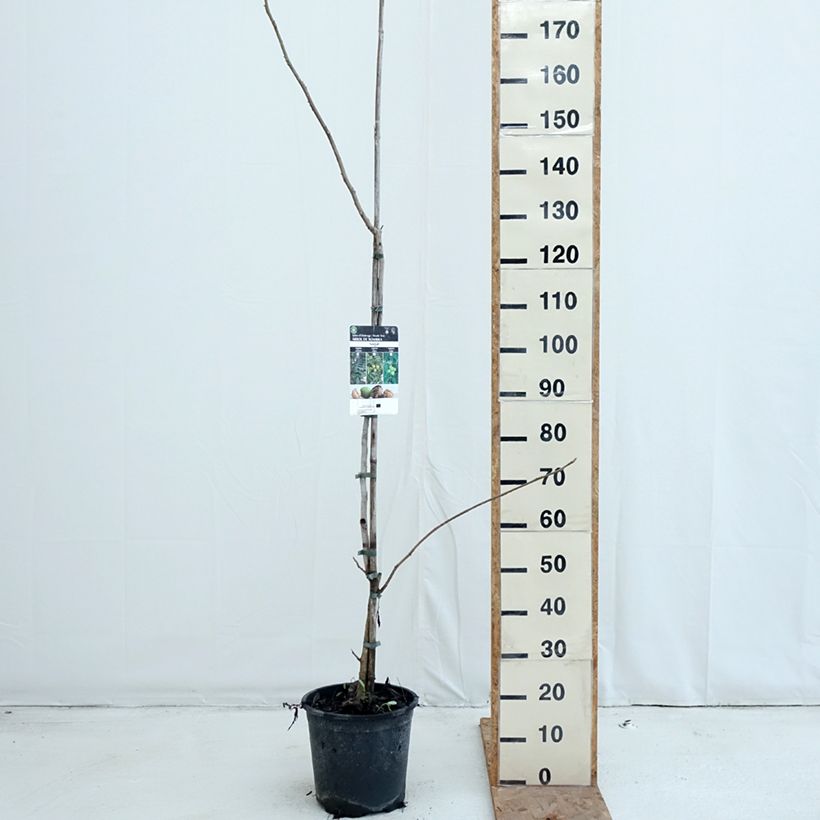 Ejemplar de Nogal blanco americano​​ - Juglans cinerea Maceta 7,5L/10L entregado en otoño