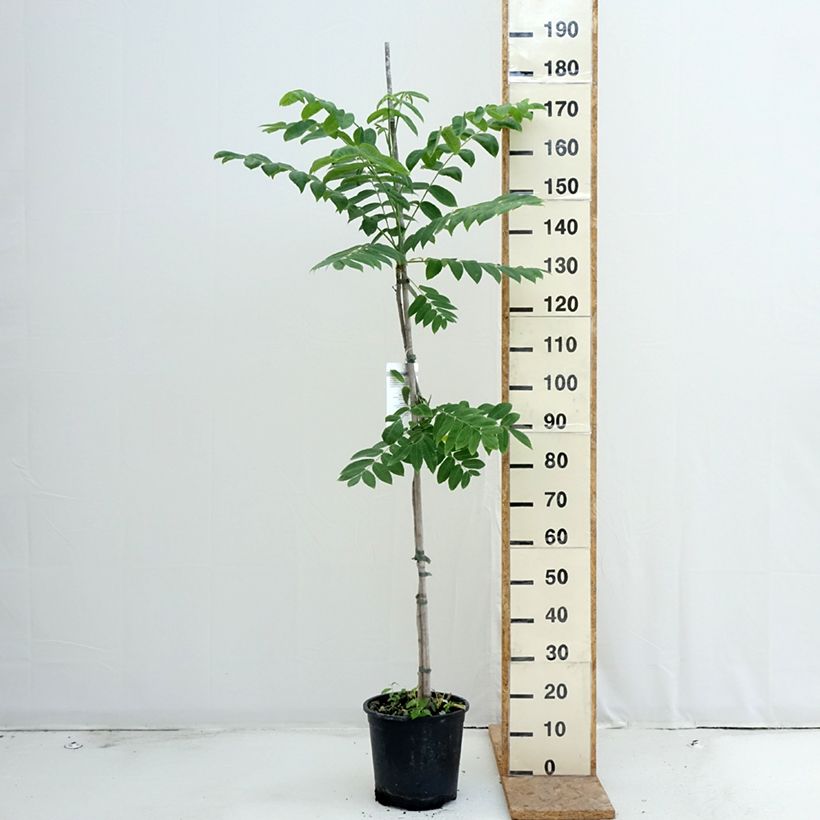 Ejemplar de Nogal blanco americano​​ - Juglans cinerea Maceta 7,5L/10L entregado en verano