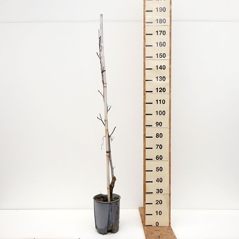 Ejemplar de Nogal común Chandler Maceta 7,5L/10L, Medio tallo entregado en otoño