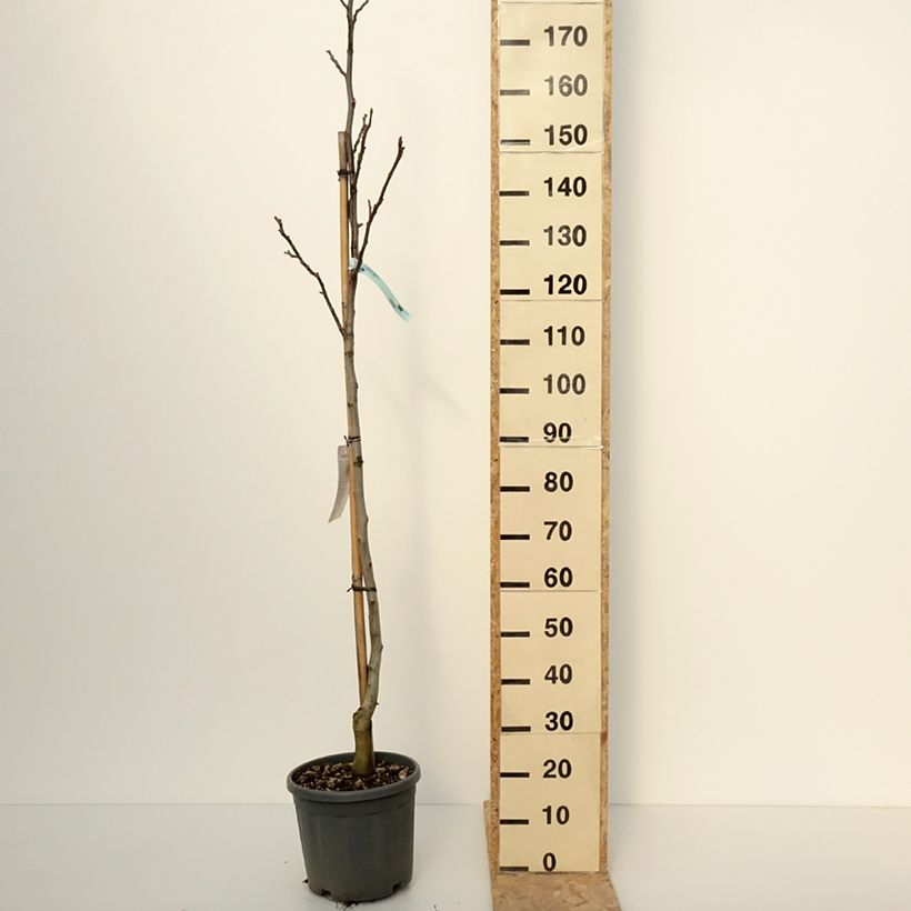 Nogal común Fernor Maceta 7,5L/10L, Medio tallo Ejemplar entregado en invierno