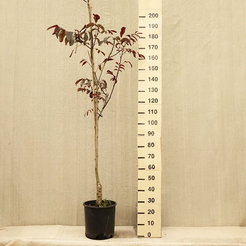 Ejemplar de Nogal común Purpurea Maceta 18L/20L, Arból joven entregado en verano