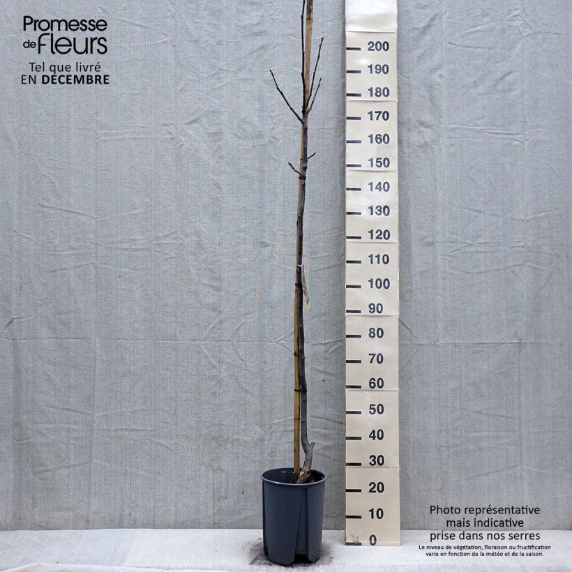 Nogal común Franquette Maceta 7,5L/10L, Medio tallo Ejemplar entregado en invierno
