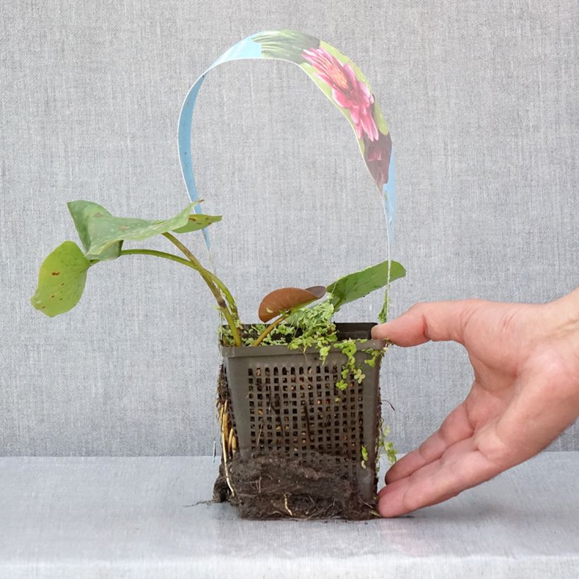 Ejemplar de Nenúfar Almost Black - Nymphaea Maceta 1L/1,5L entregado en verano