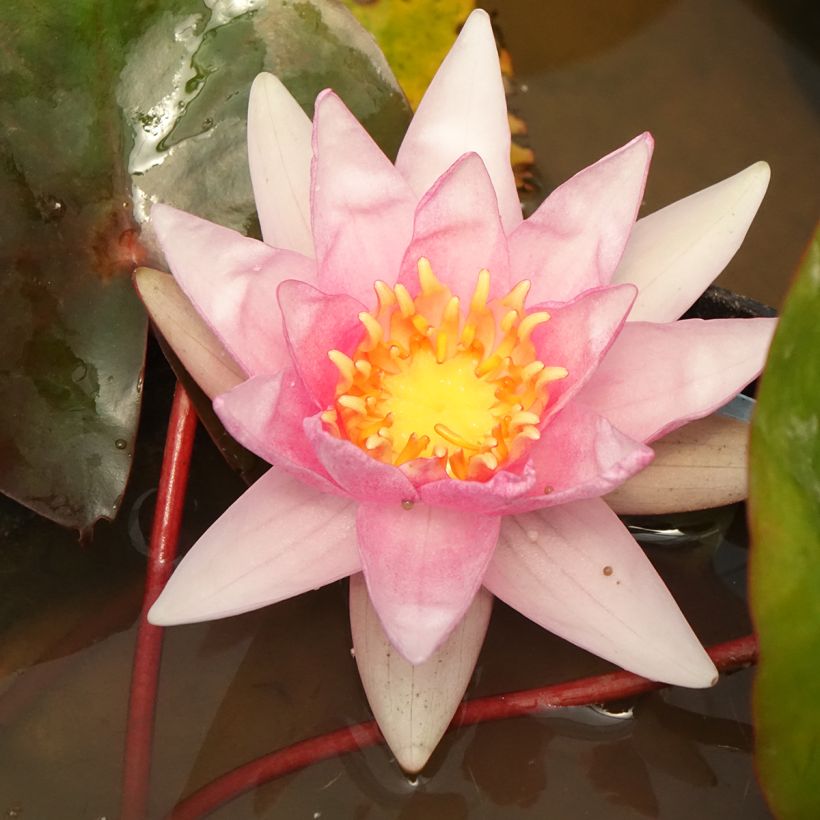 Nenúfar Amabilis - Nymphaea (Floración)