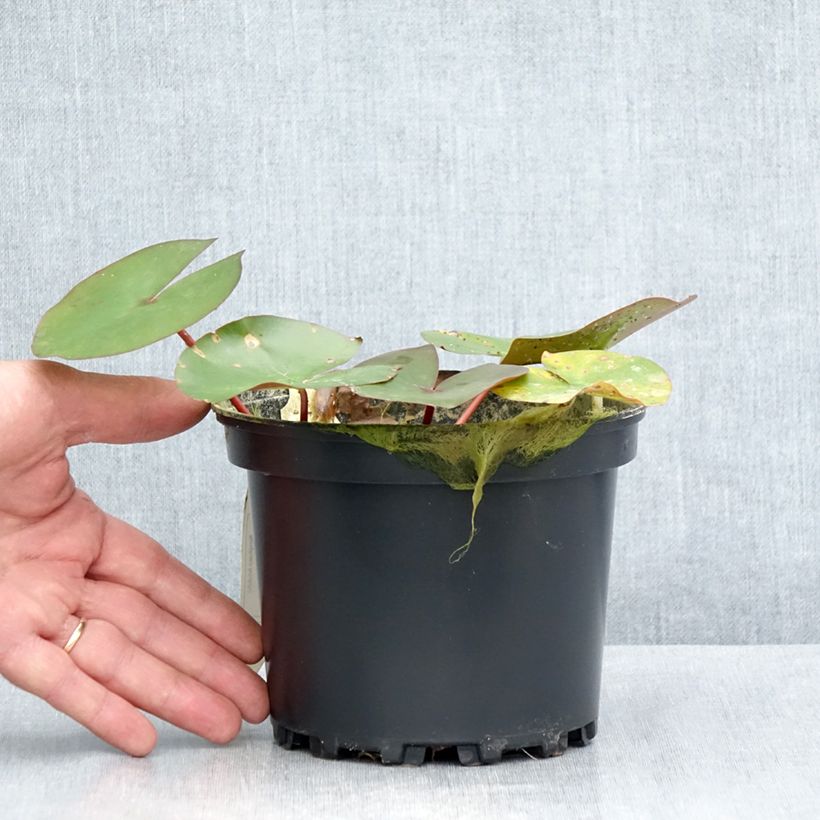 Ejemplar de Nymphaea Amabilis - Nénuphar rose rustique Pot de 1,5L/2L entregado en verano