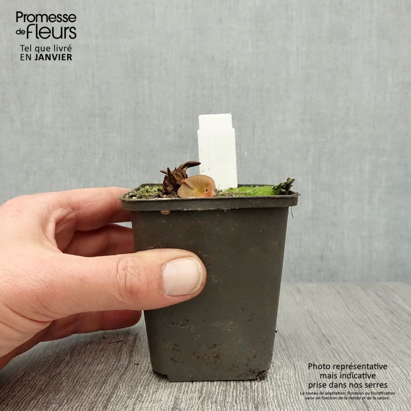 Nenúfar Attraction - Nymphaea Maceta de 8/9 cm Ejemplar entregado en invierno