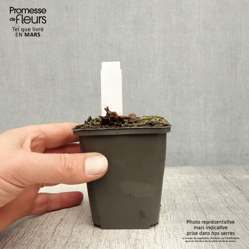 Nenúfar Attraction - Nymphaea Maceta de 8/9 cm Ejemplar entregado en la primavera