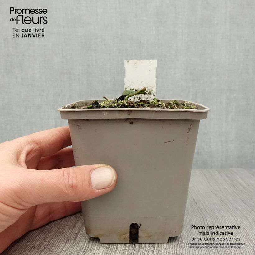 Nenúfar Attraction - Nymphaea Maceta 1L/1,5L Ejemplar entregado en invierno