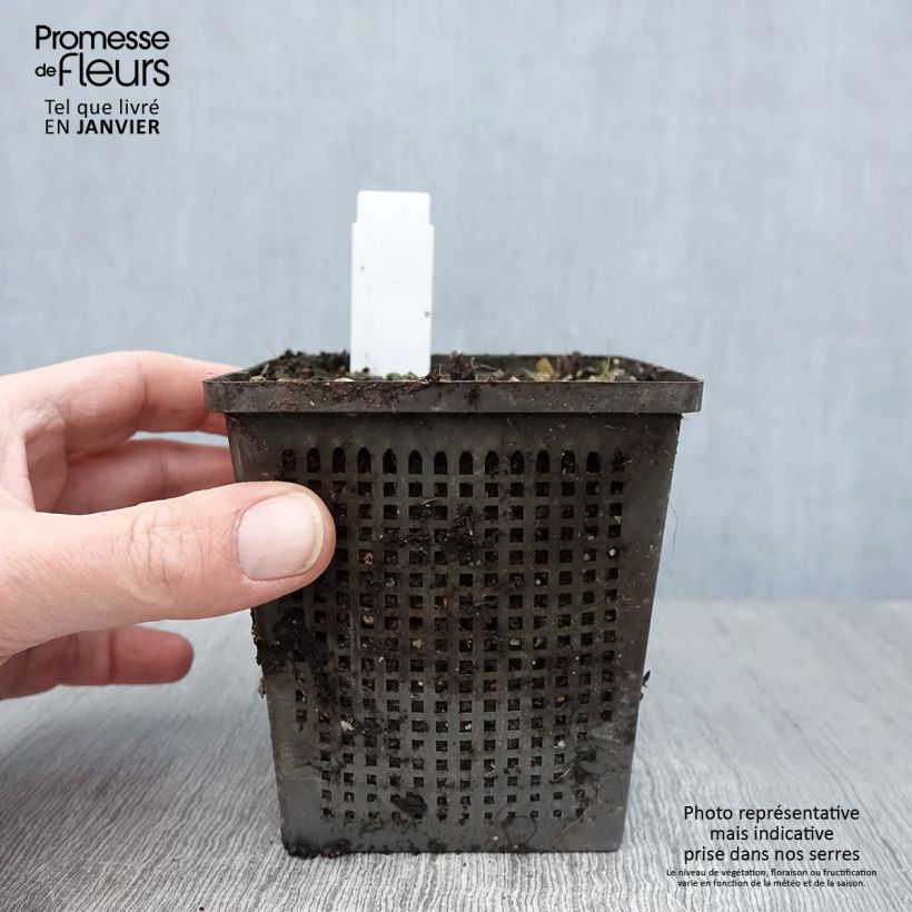 Nenúfar Aurora - Nymphaea Maceta de 8/9 cm Ejemplar entregado en invierno