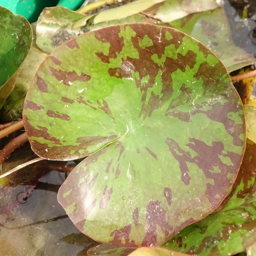 Nenúfar Barbara Davies - Nymphaea (Follaje)