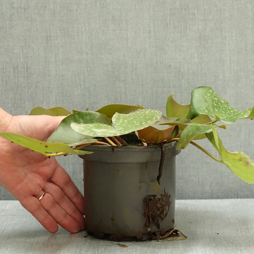 Ejemplar de Nenúfar Barbara Davies - Nymphaea Maceta 1,5L/2L entregado en verano