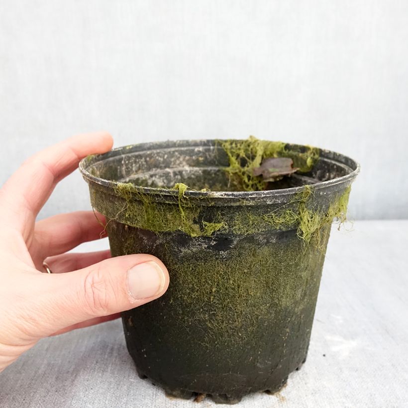 Nenúfar Barbara Davies - Nymphaea Maceta 1,5L/2L Ejemplar entregado en invierno