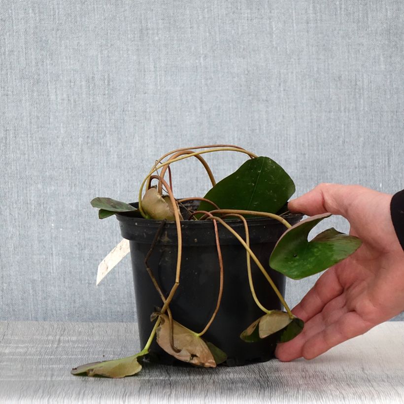 Nenúfar Berthold - Nymphaea Maceta 1,5L/2L Ejemplar entregado en la primavera