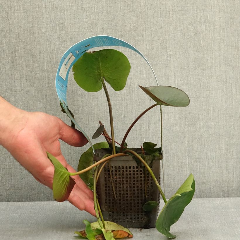 Nenúfar Black Princess - Nymphaea Maceta 1L/1,5L Ejemplar entregado en la primavera