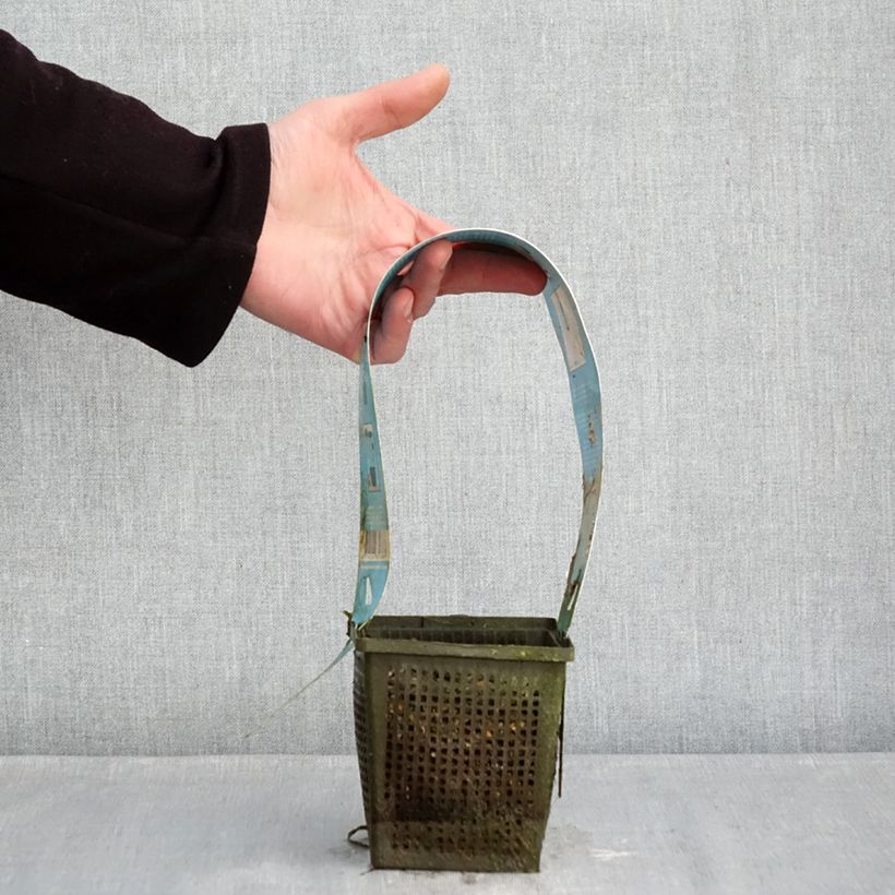 Nenúfar Burgundy Princess - Nymphaea Maceta 1L/1,5L Ejemplar entregado en invierno