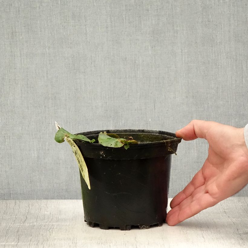 Ejemplar de Nenúfar candida - Nymphaea Maceta 1,5L/2L entregado en verano