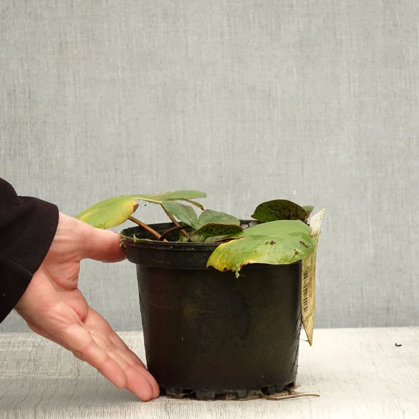 Ejemplar de Nenúfar Carolina Sunset - Nymphaea Maceta 1,5L/2L entregado en otoño