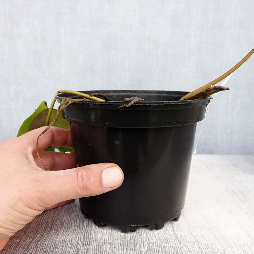 Nenúfar Celebration - Nymphaea Maceta 1,5L/2L Ejemplar entregado en la primavera