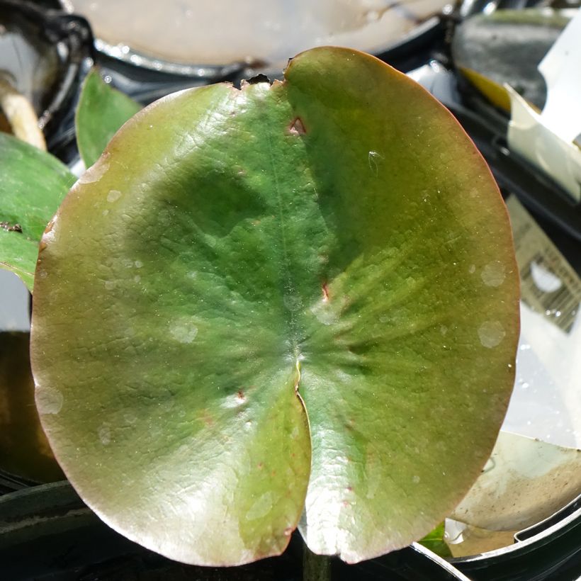 Nenúfar Celebration - Nymphaea (Follaje)