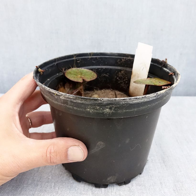 Ejemplar de Nenúfar Charlene Strawn - Nymphaea Maceta 1,5L/2L entregado en otoño
