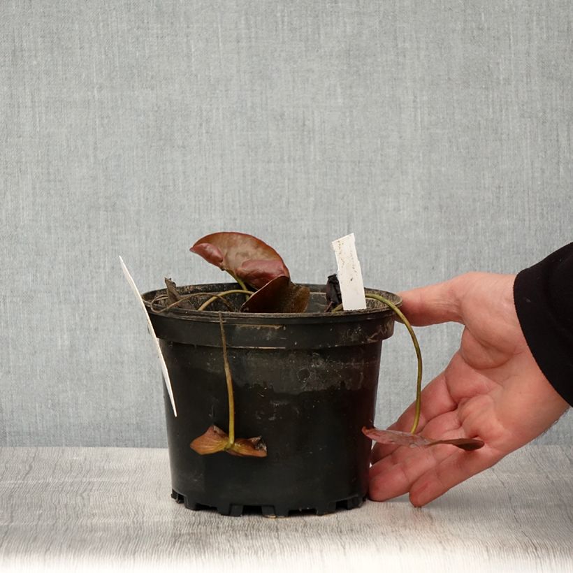 Nenúfar Charlene Strawn - Nymphaea Maceta 1,5L/2L Ejemplar entregado en la primavera