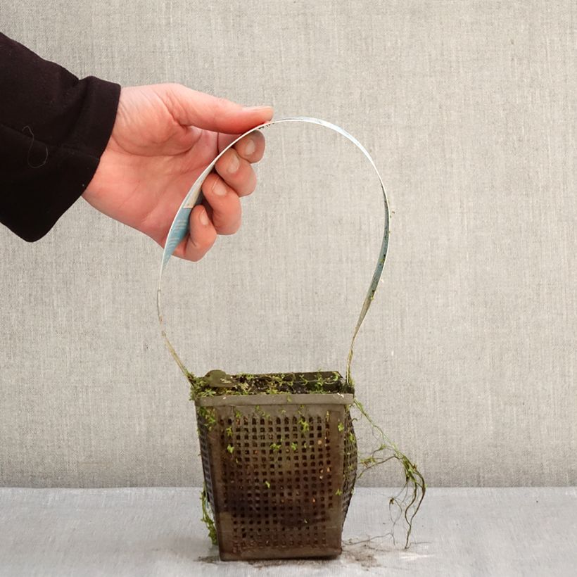 Nenúfar Charles de Meurville - Nymphaea Maceta 1L/1,5L Ejemplar entregado en invierno