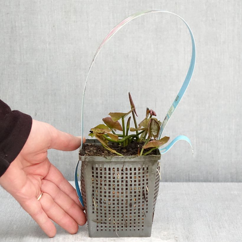 Nenúfar Charles de Meurville - Nymphaea Maceta 1L/1,5L Ejemplar entregado en la primavera