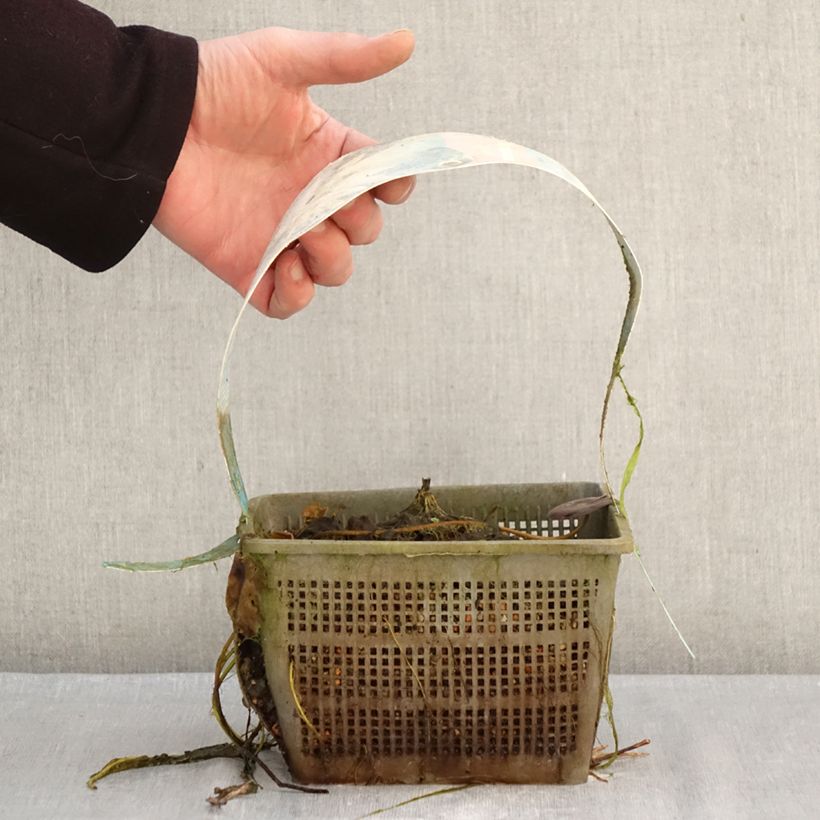 Nenúfar Clyde Ikins - Nymphaea Maceta 3L/4L Ejemplar entregado en invierno