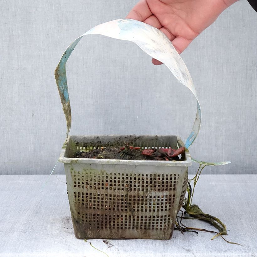 Nenúfar Clyde Ikins - Nymphaea Maceta 3L/4L Ejemplar entregado en la primavera