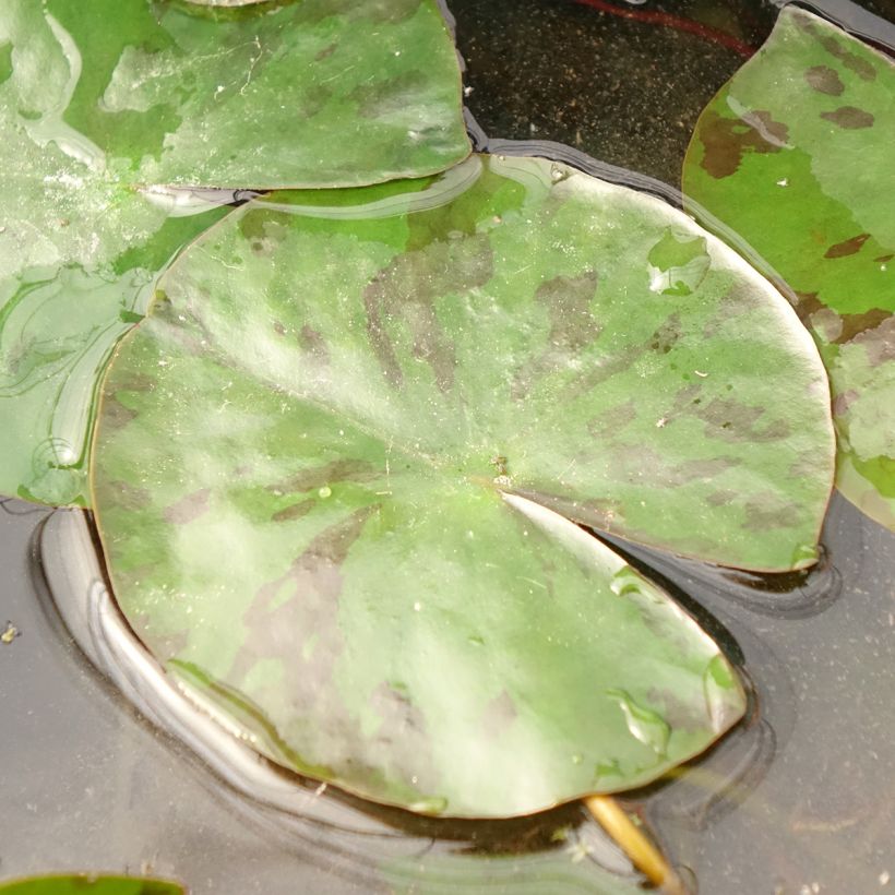 Nenúfar Colorado - Nymphaea (Follaje)