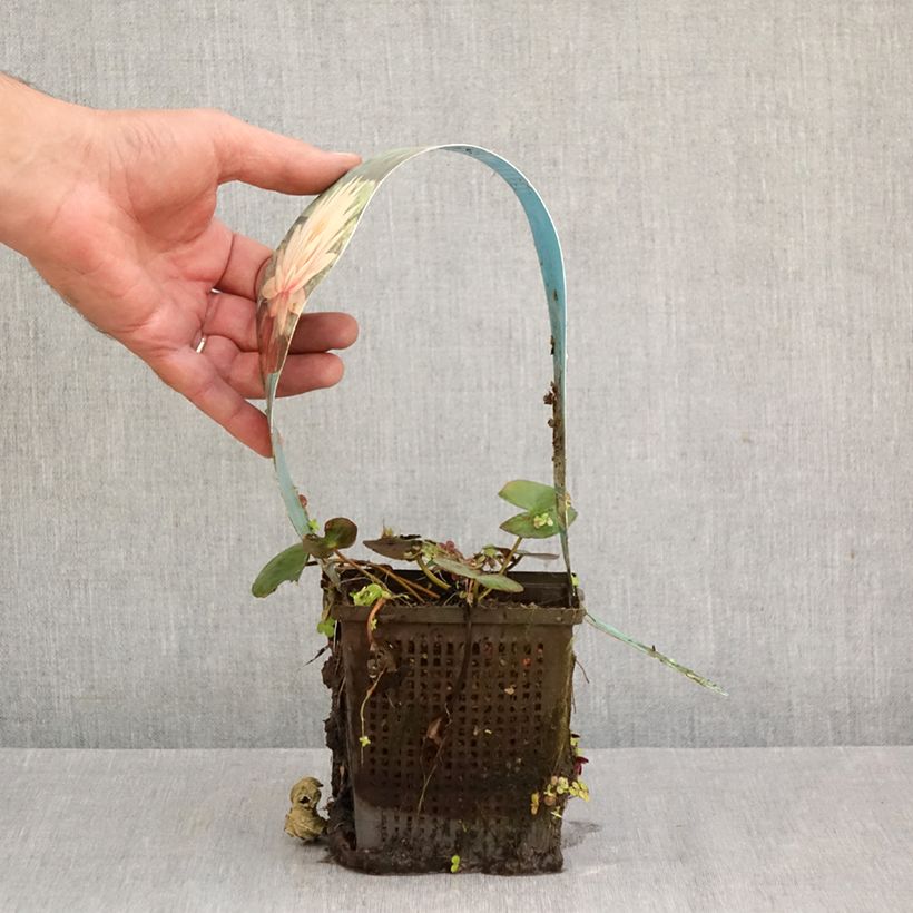 Ejemplar de Nenúfar Colorado - Nymphaea Maceta 1L/1,5L entregado en otoño