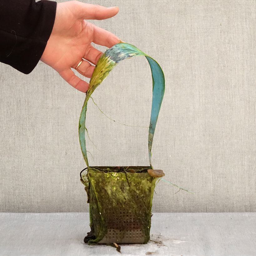 Nenúfar Colorado - Nymphaea Maceta 1L/1,5L Ejemplar entregado en invierno