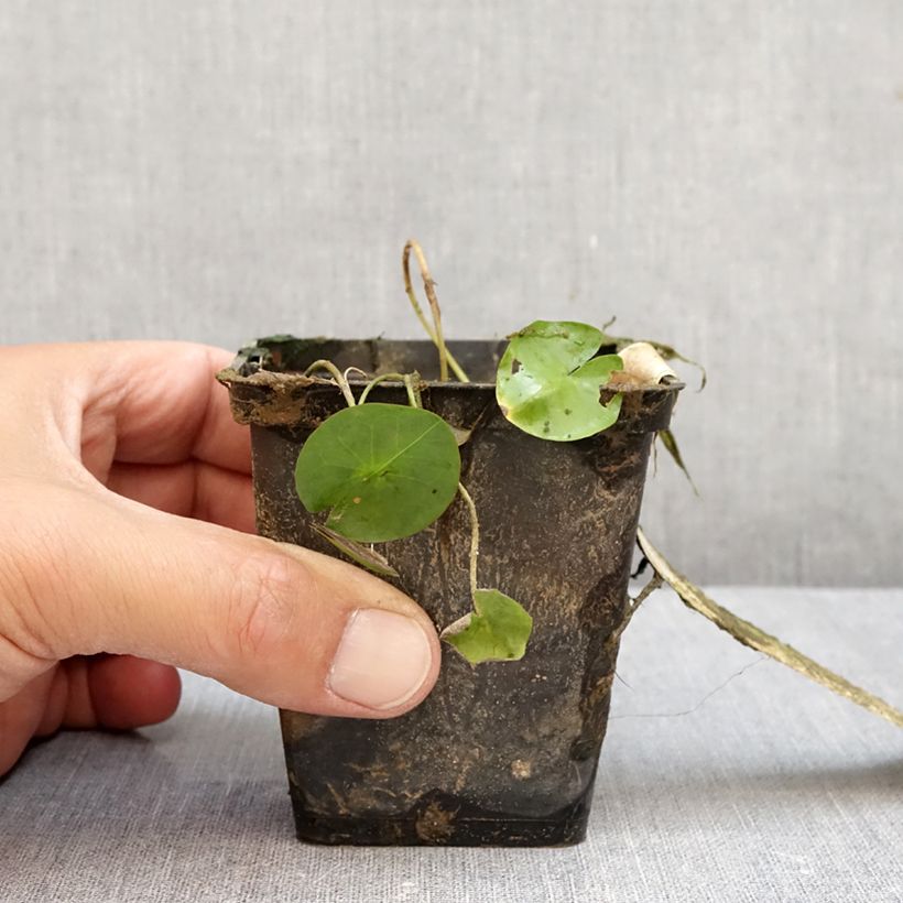 Ejemplar de Nenúfar colorata - Nymphaea Maceta 1,5L/2L entregado en otoño