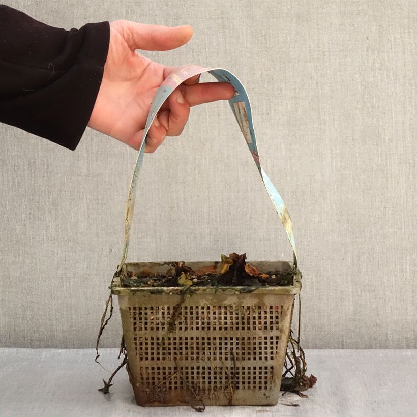 Nenúfar Comanche - Nymphaea Maceta 3L/4L Ejemplar entregado en invierno