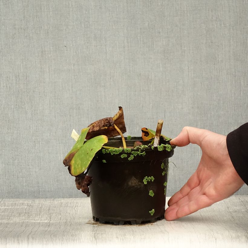 Ejemplar de Nenúfar Conqueror - Nymphaea Maceta 1,5L/2L entregado en otoño