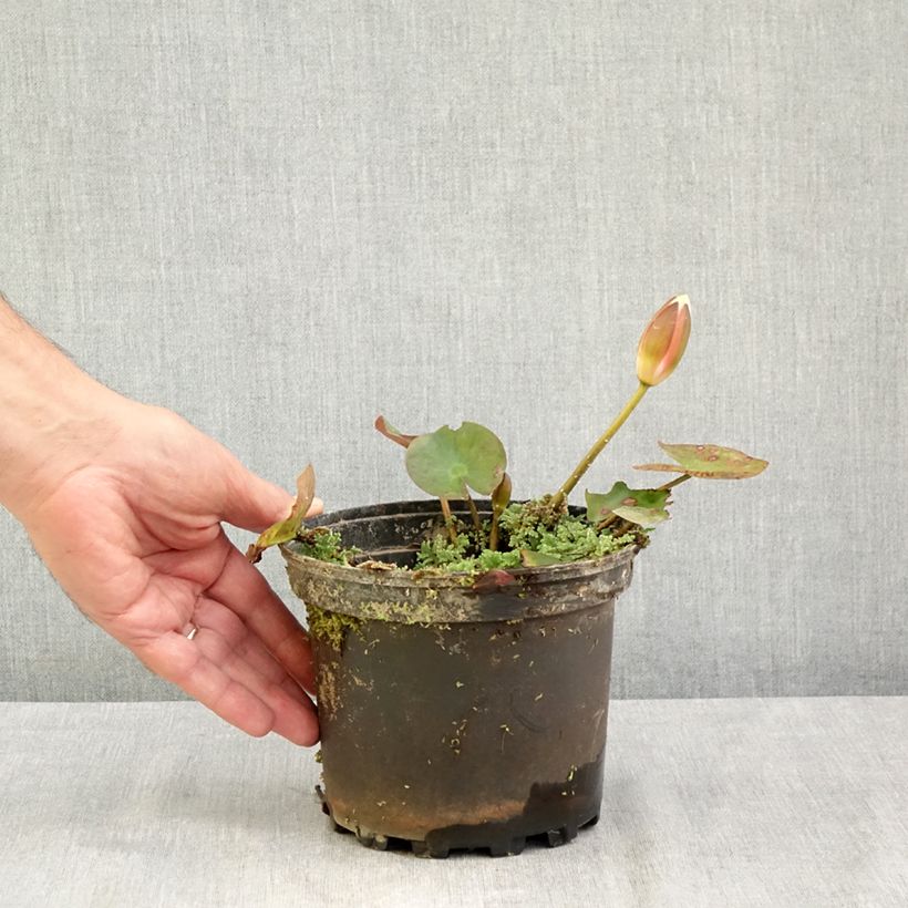 Ejemplar de Nenúfar Cynthia Ann - Nymphaea Maceta 1,5L/2L entregado en verano