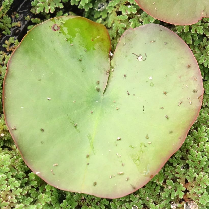 Nenúfar Dahlia - Nymphaea (Follaje)