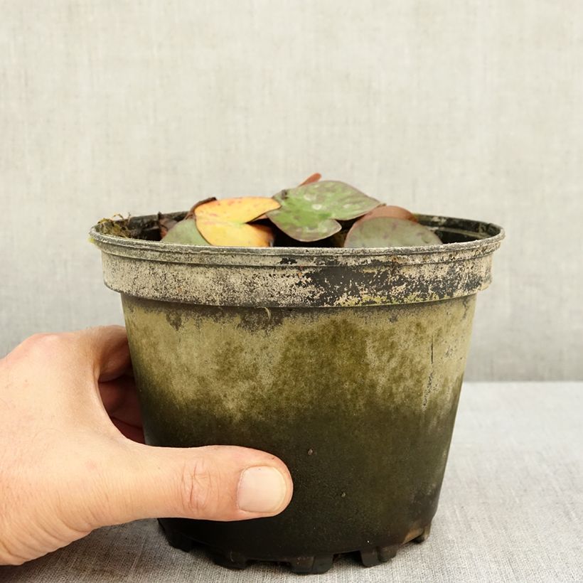 Ejemplar de Nymphaea Dahlia - Nénuphar rustique rose double Pot de 1,5L/2L entregado en verano