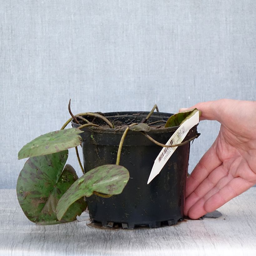 Nenúfar Darwin - Nymphaea Maceta 1,5L/2L Ejemplar entregado en la primavera