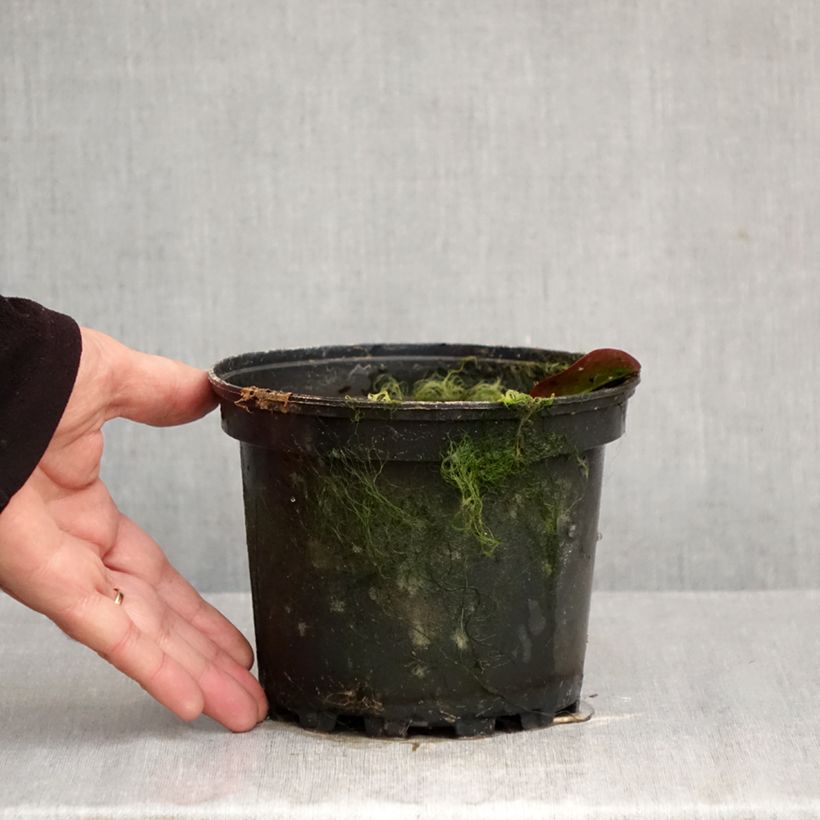 Ejemplar de Nenúfar Darwin - Nymphaea Maceta 1,5L/2L entregado en otoño