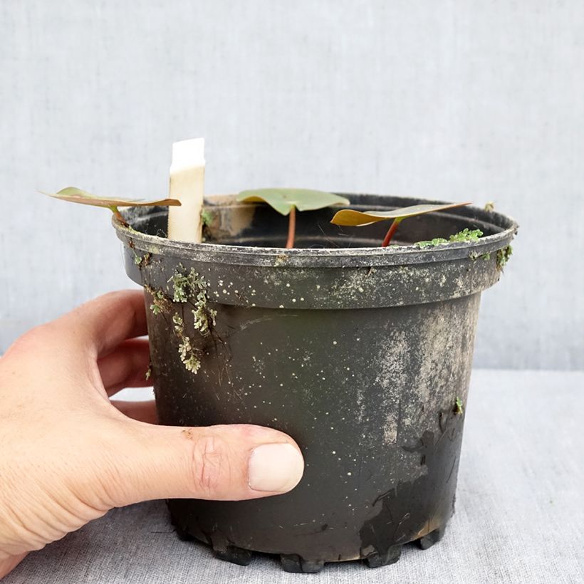Ejemplar de Nenúfar Darwin - Nymphaea Maceta 1,5L/2L entregado en verano