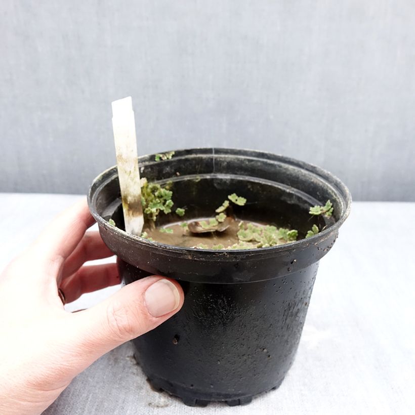 Nenúfar Darwin - Nymphaea Maceta 1,5L/2L Ejemplar entregado en invierno