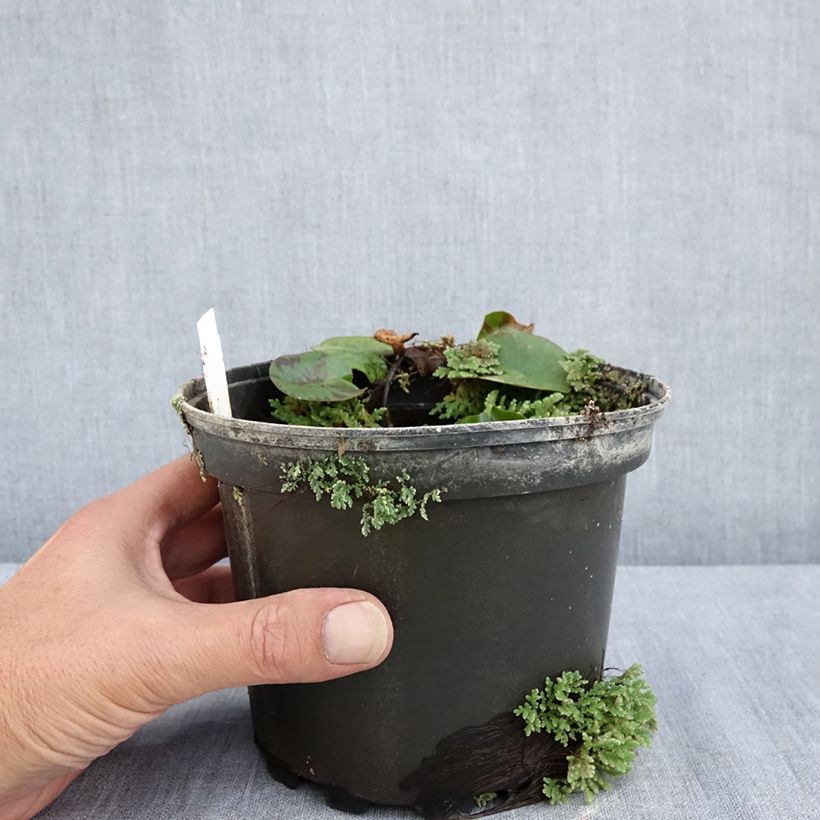 Ejemplar de Nenúfar Denver - Nymphaea Maceta 1,5L/2L entregado en verano